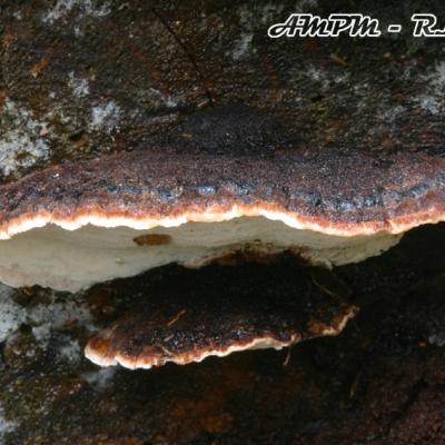 Lasiochlaena Benzoina2