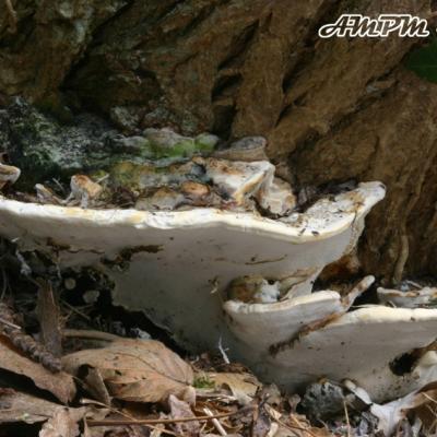 Perenniporia Fraxinea