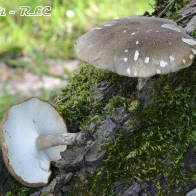 Polyporus Ciliatus