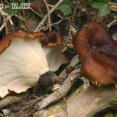 Polyporus Durus