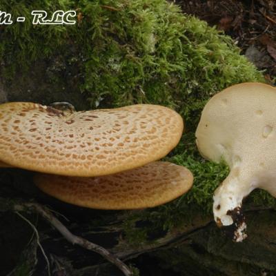 Polyporus Sqamosus