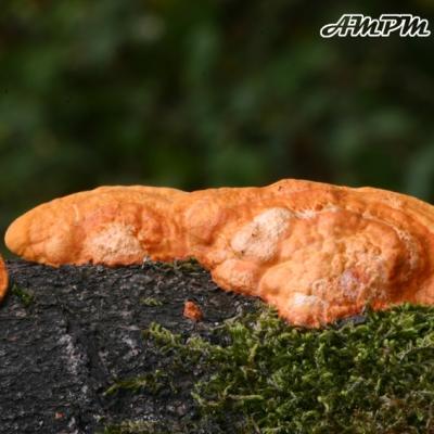 Pycnoporus Cinnabarinus2