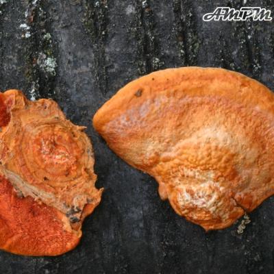 Pycnoporus Cinnabarinus