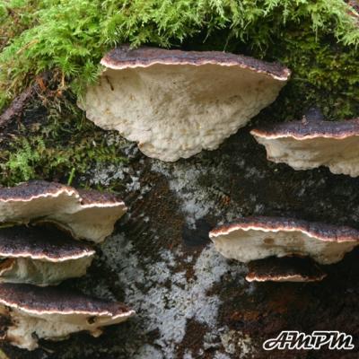 Polypores