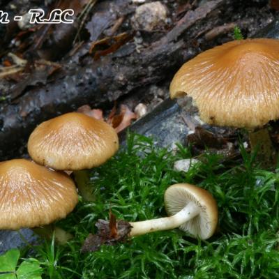 Psathyrella Gossypina