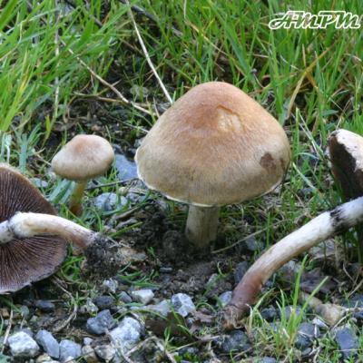 Psathyrella Lacrymabunda