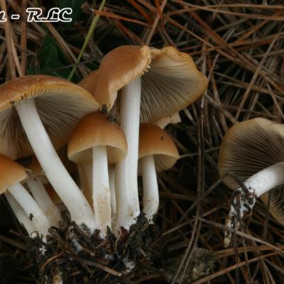 Psathyrella Multipedata