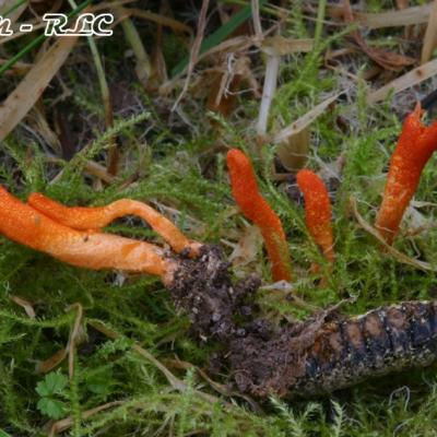 Cordyceps Militaris2