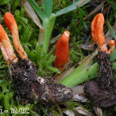 Cordyceps Militaris