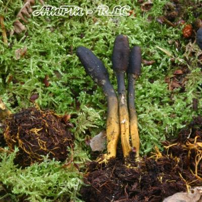 Cordyceps Ophioglossoides2