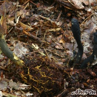 Cordyceps Ophioglossoides