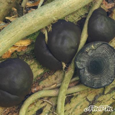 Daldinia Concentrica