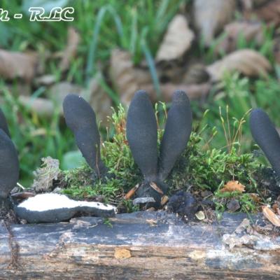 Xylaria Polymorpha