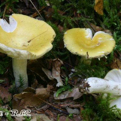 Russula Claroflava