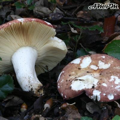 Russula Curtipes