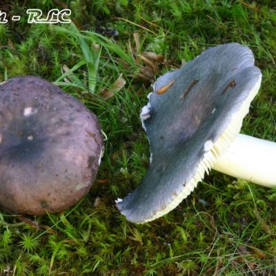 Russula Cyanoxantha