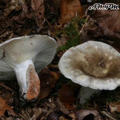 Russula Densifolia