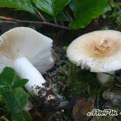 Russula Fellea