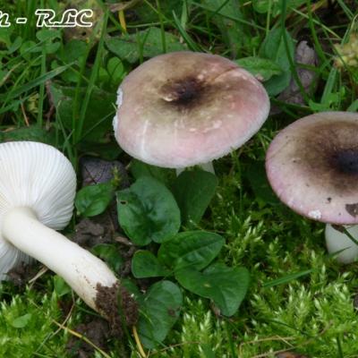 Russula Fragilis
