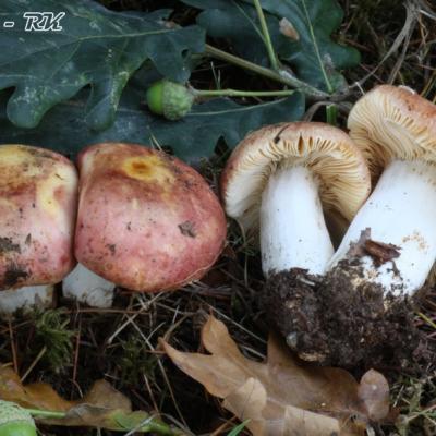 Russula Globispora