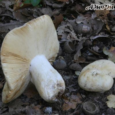 Russula Ilicis