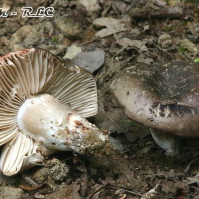 Russula Nigricans