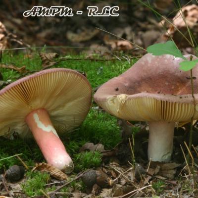 Russula Olivacea