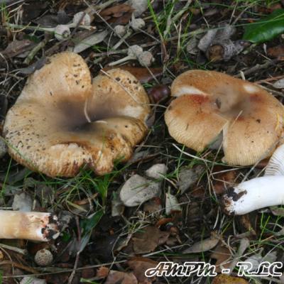 Russula Pectinatoides