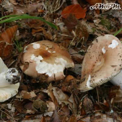 Russula Veternosa