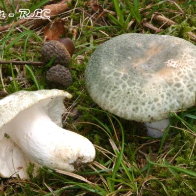 Russula Virescens2