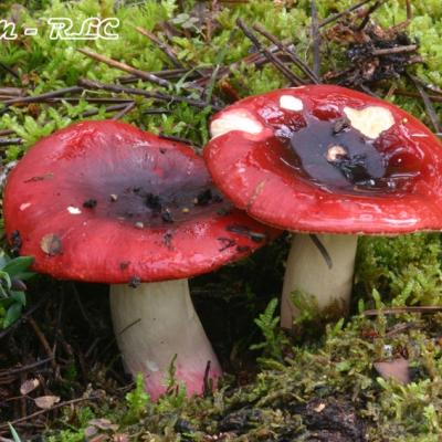 Russula Xerampelina