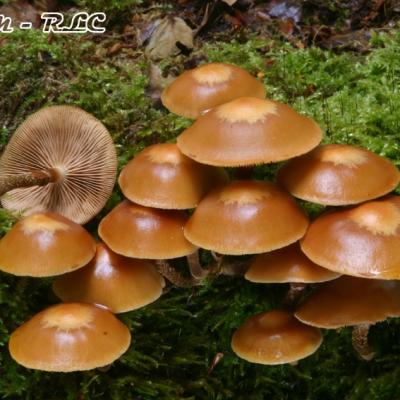 Kuehneromyces Mutabilis