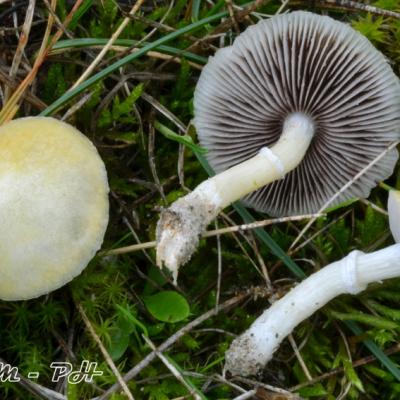 Stropharia Coronilla