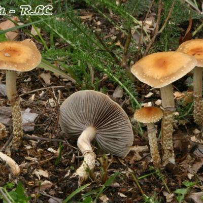 Stropharia Squamosa