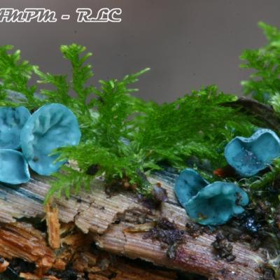 Chlorociboria Aeruginascens