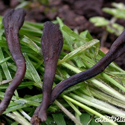 Geoglossum Fallax 09028