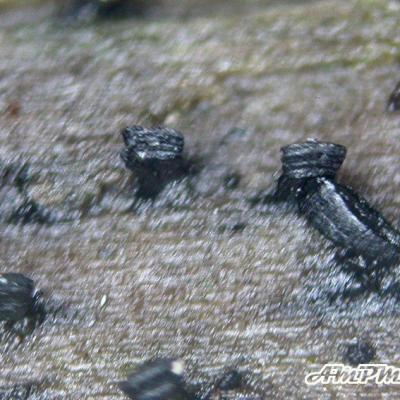 Glyphium Elatum 11016