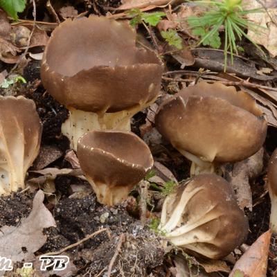 Helvella Acetabulum2