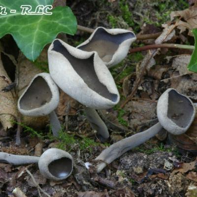 Helvella Macropus