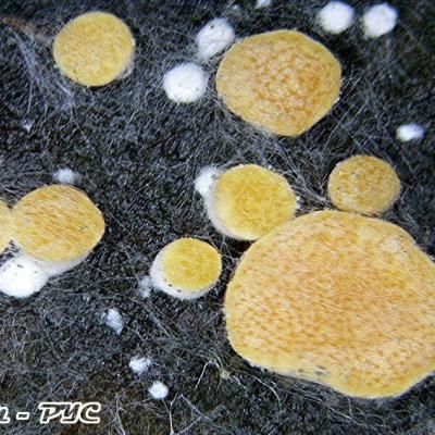 Hypocrea Aureoviridis 10032