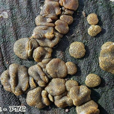 Hypocrea Aureoviridis1 10032