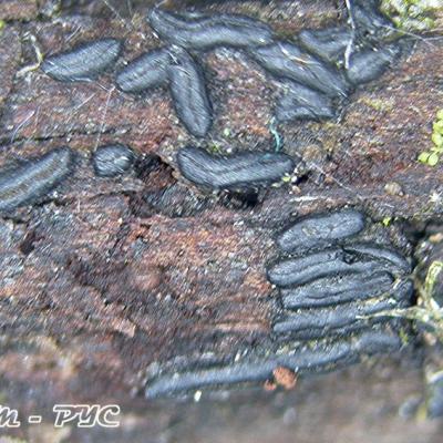 Hysterium Angustatum 11020