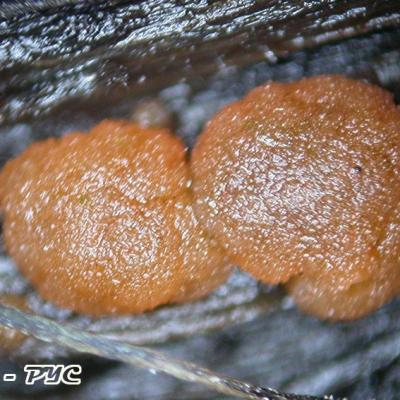 Iodophanus Carneus 11010