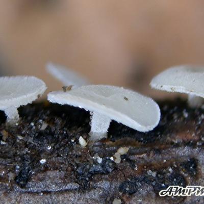 Lachnum Brevipilosum 11027