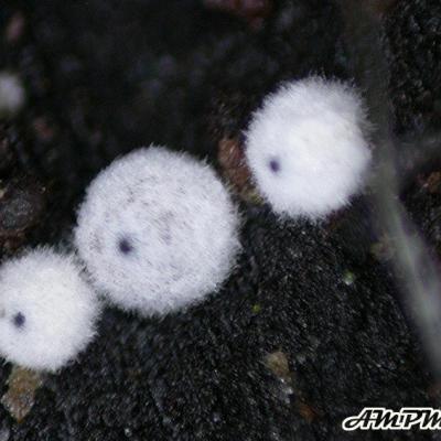 Lasiosphaeria Ovina 10064