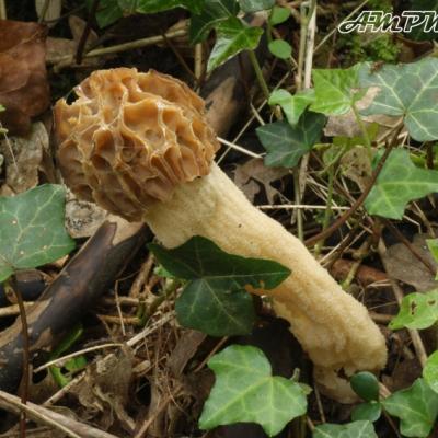 Mitrophora Semilibera2