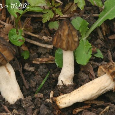 Mitrophora Semilibera