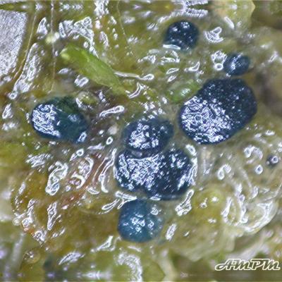 Mniaecia Jungermanniae 11021