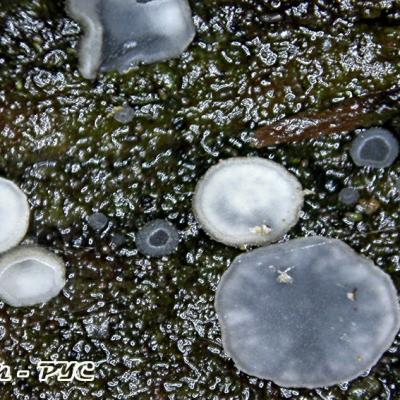 Mollisia Atlantica 10041