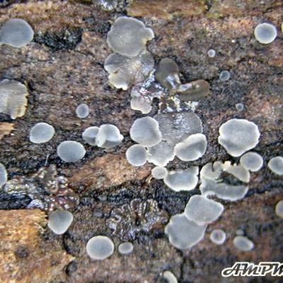 Mollisia Cericeomarginata 10042